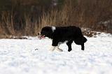 BORDER COLLIE 1133